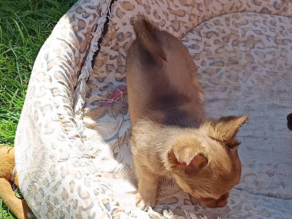 čivava dlouhosrstá s PP fenka ihned k odběru