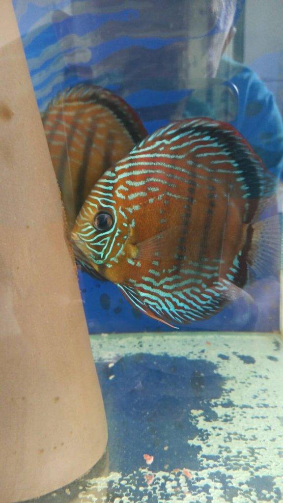 Discus F1