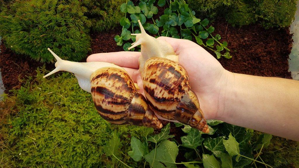 Afričtí šneci Lissachatina reticulata Albino body mláďata