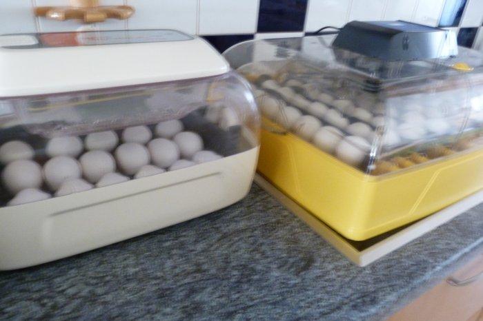 Líheň RCom King Suro 20 Eco