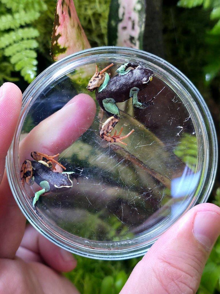Mantella baroni a Oophaga pumilio 'Solarte'