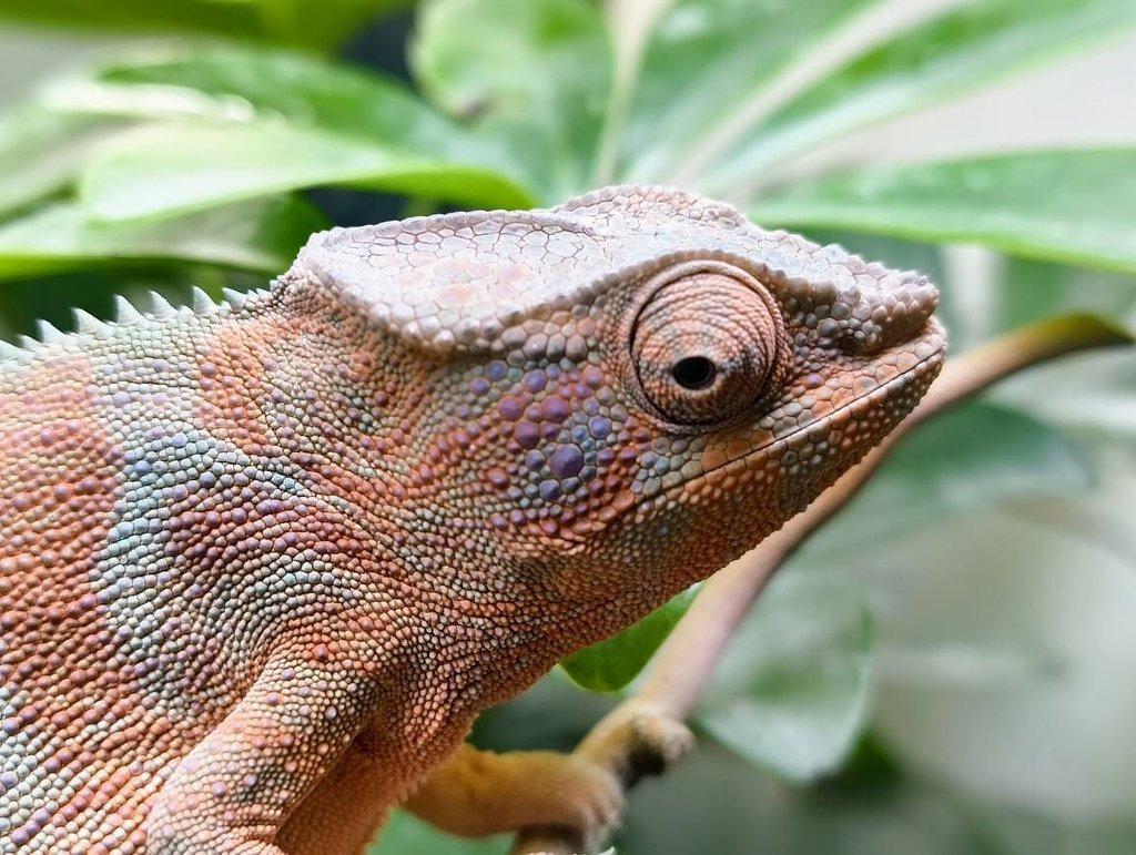 gen. F2 Furcifer Pardalis / Chameleon Pardálí - Nosy Be, již pouze samice