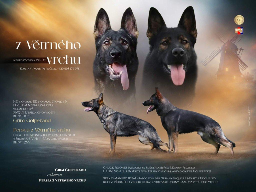 Německý ovčák štěnata s PP