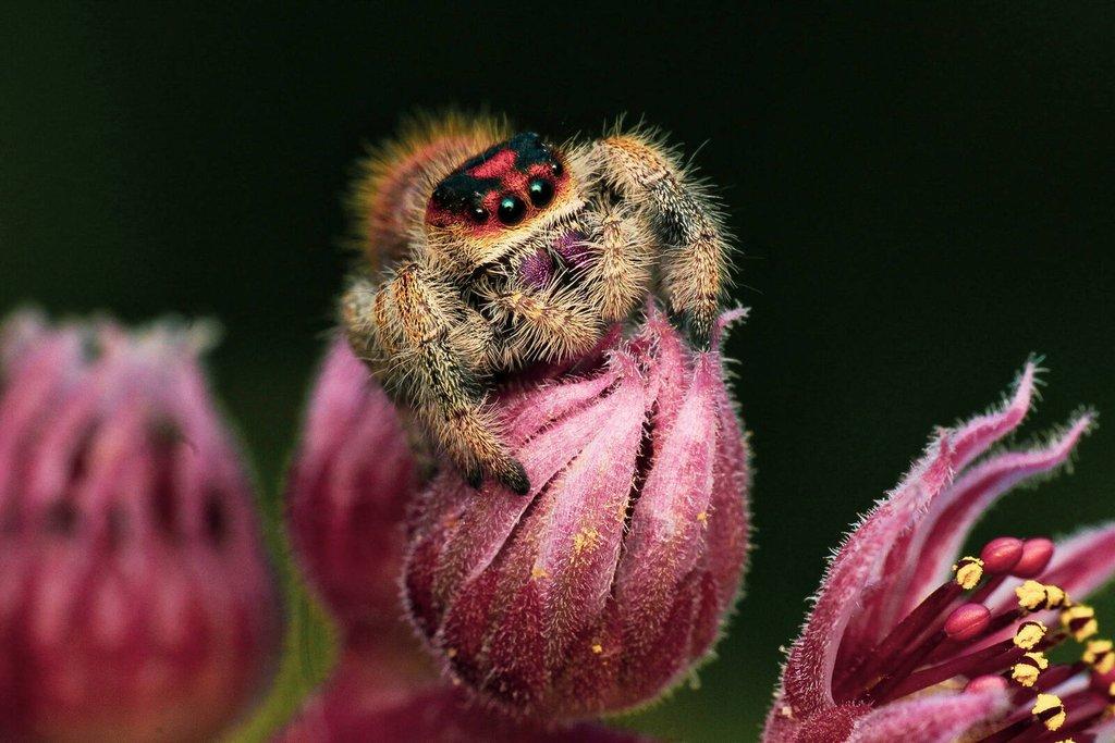 Phidippus regius Everglades I Bahamas- skákavka královská