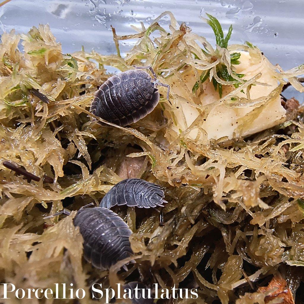 Isopody : Porcellio spatulatus 50ks