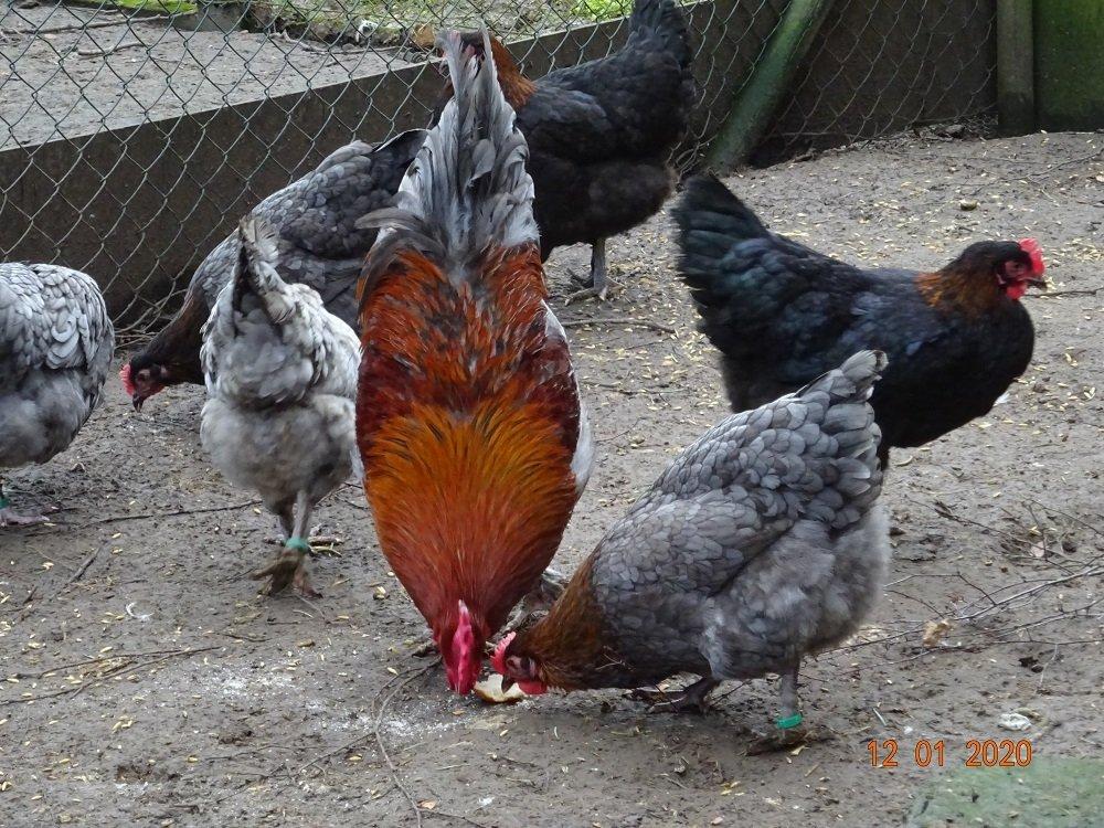 Maranska 🥚🐣 (násadová vejce i kuřátka)