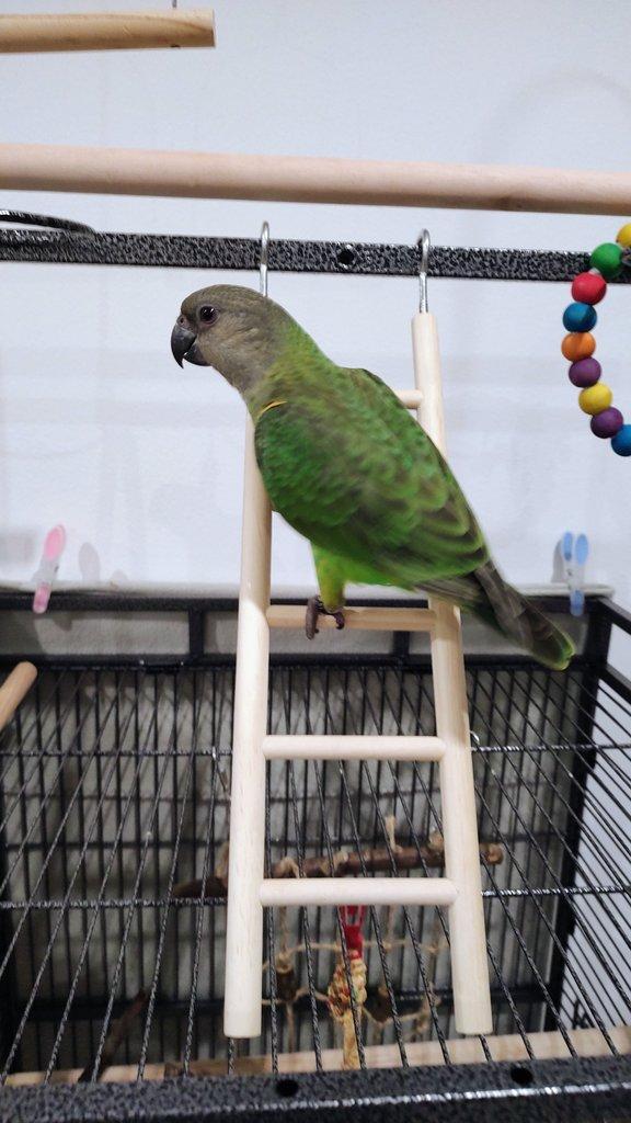 Papoušek senegalský