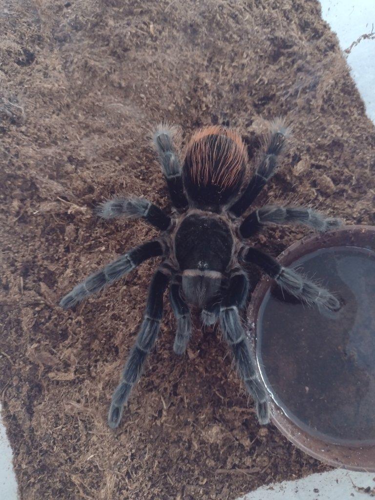 Brachypelma vagans