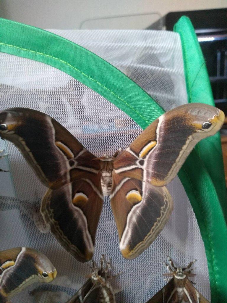 Samia cynthia riciny