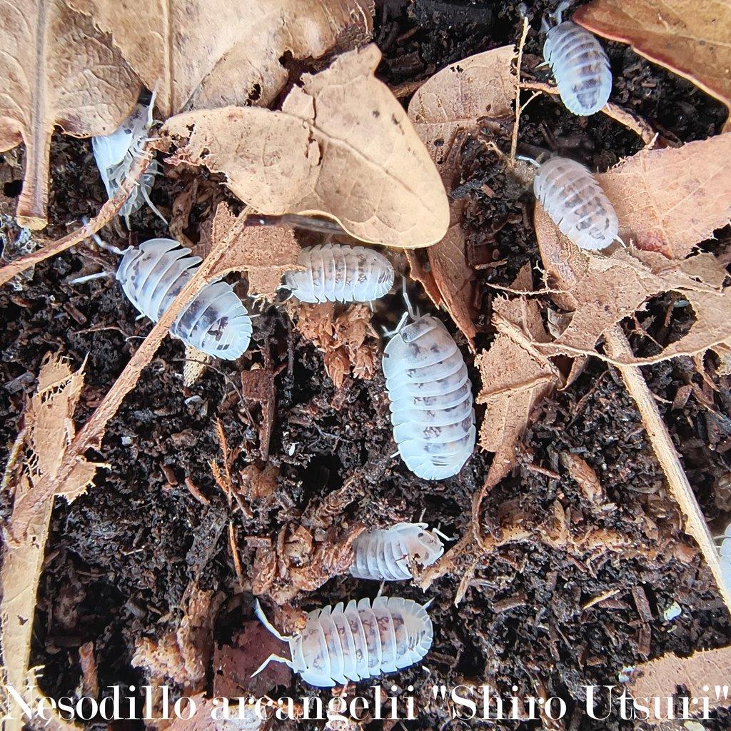 Isopody : Nesodillo arcangelii "Shiro Utsuri" 50ks / 100ks