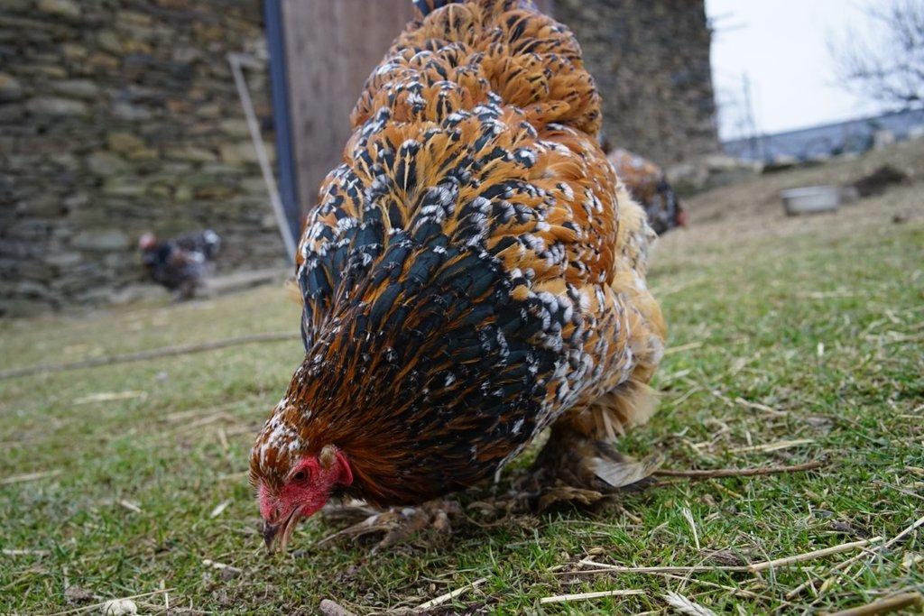 Žerzejský obr, Rodajlendka, Brahmánka porcelánová, Mechelenka🥚 (násadová vejce)