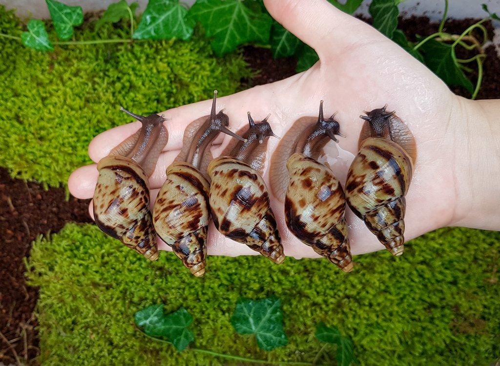 Afričtí šneci Lissachatina reticulata classic dark mláďata
