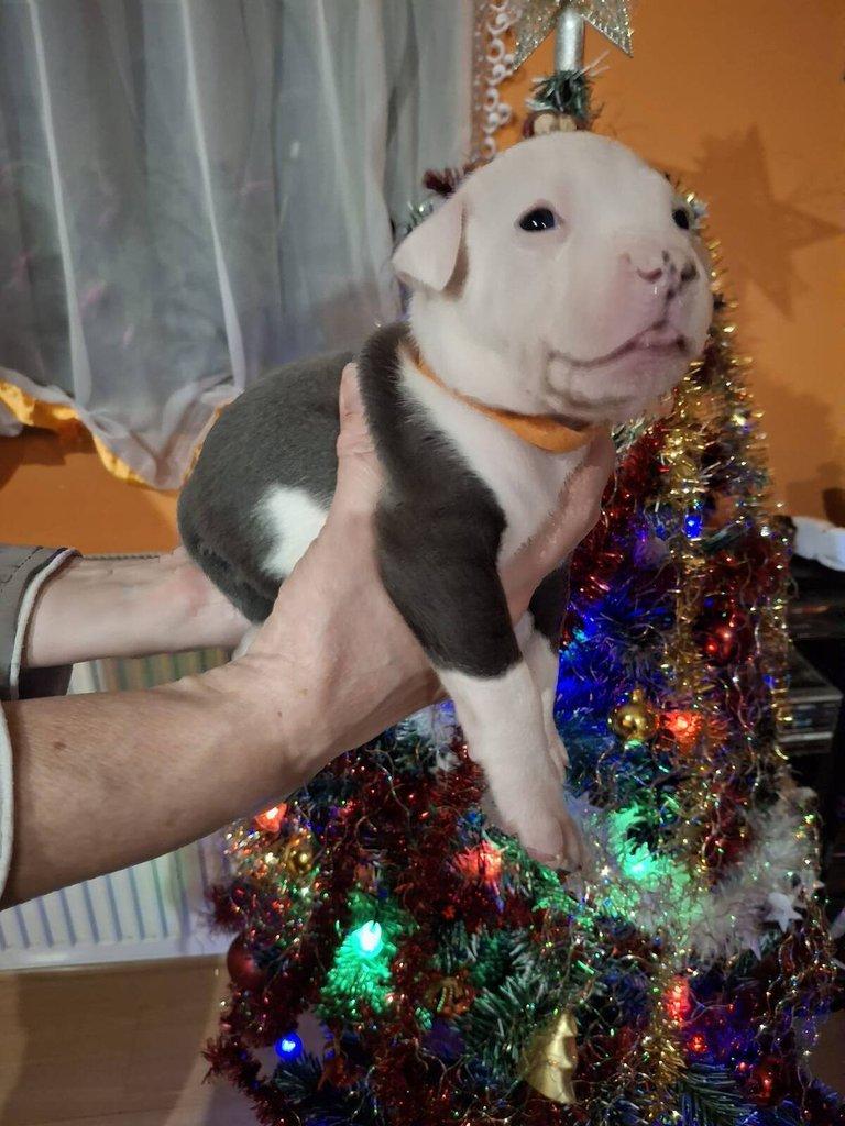 Štěňata Americký Stafordšírský terier