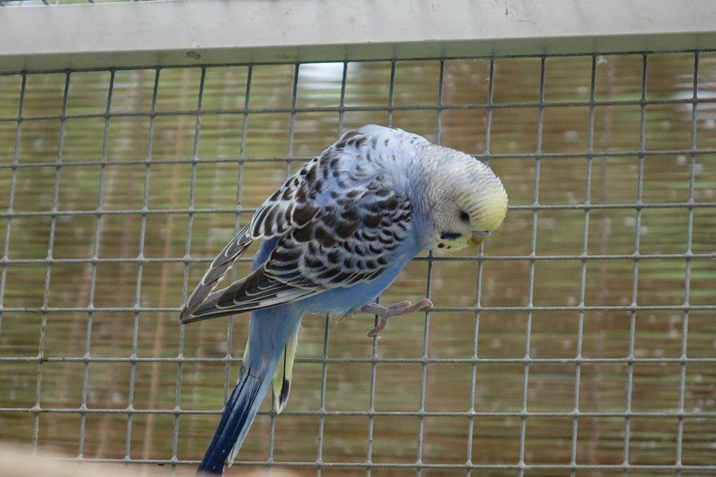 Prodám mladé andulky