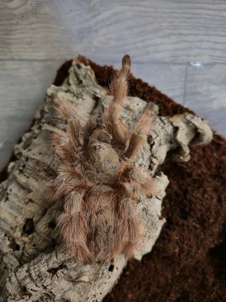 Nabízím chov sklípkanů