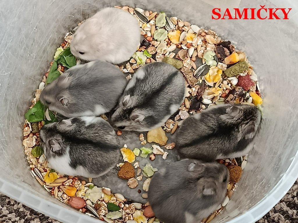 Křečík džungarský