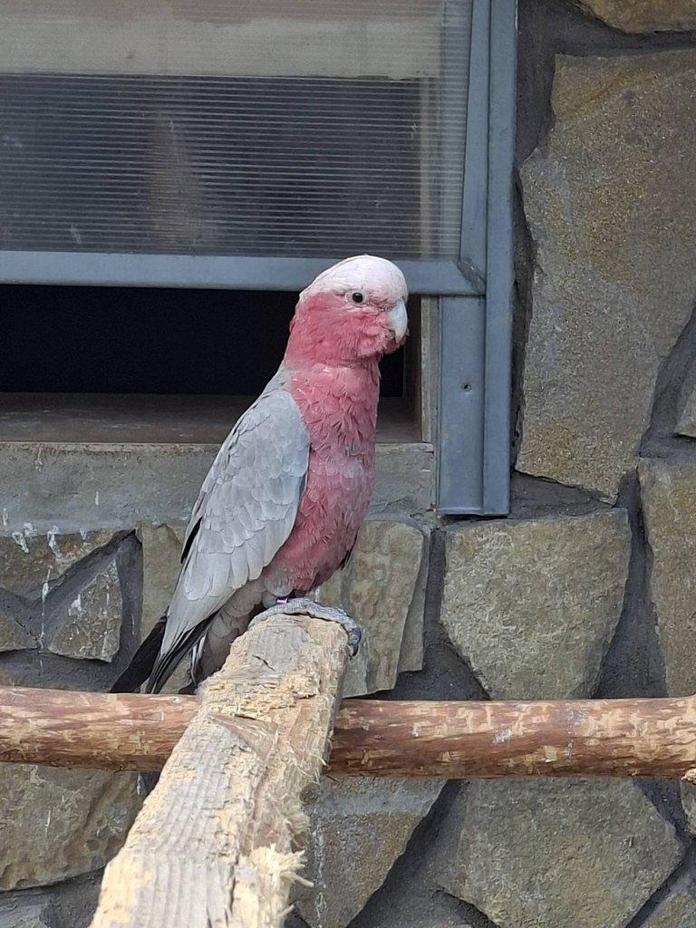 Kakadu ruzovy štépak