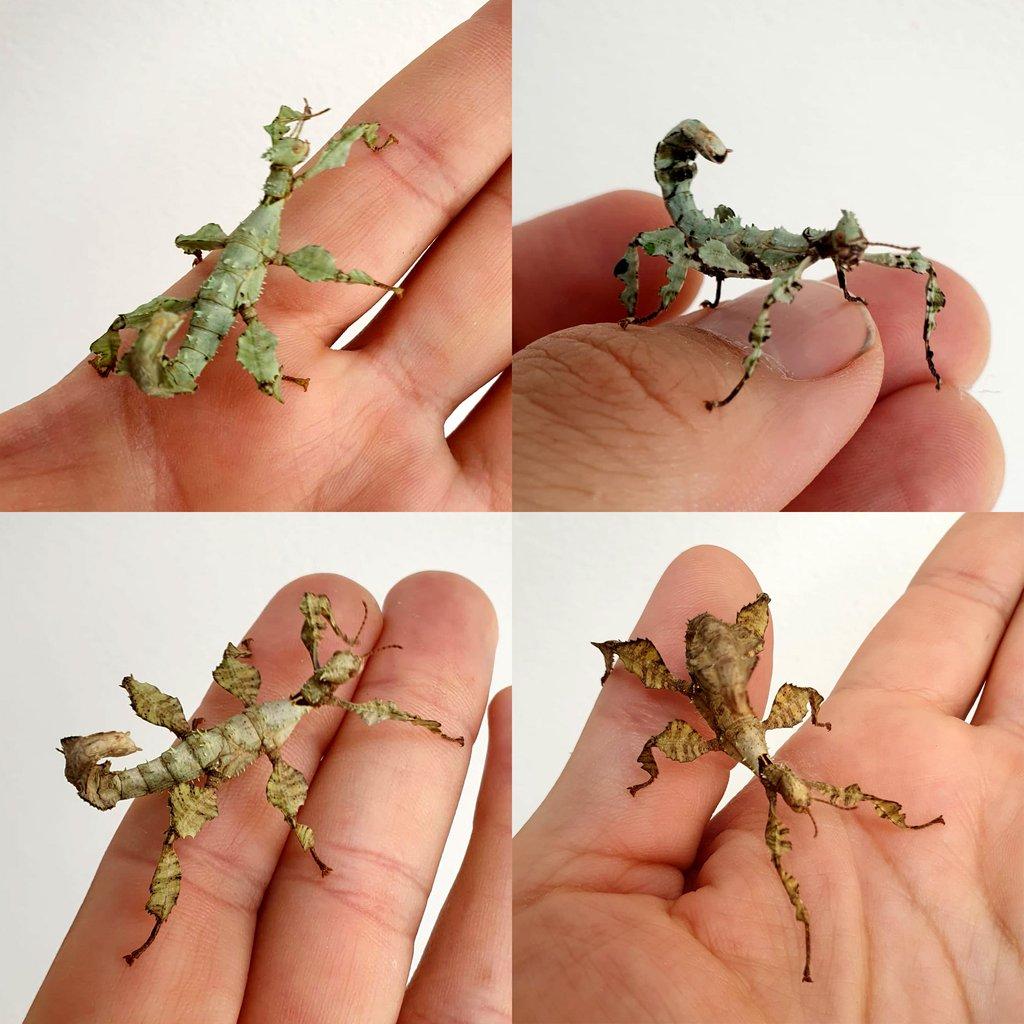 Strašilky australské (Extatosoma tiaratum)