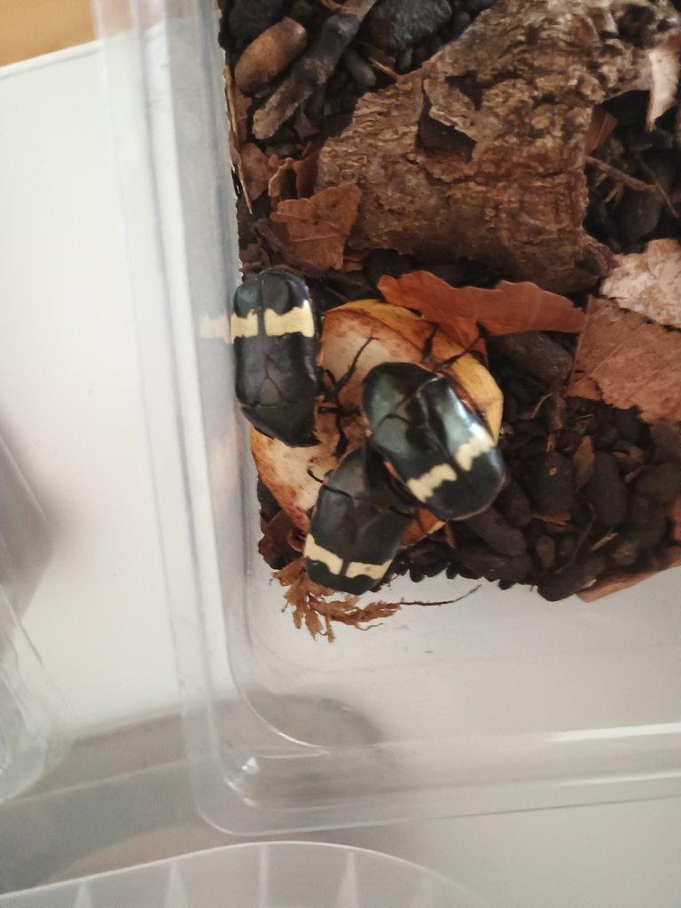 Plaesiorrhina plana trio
