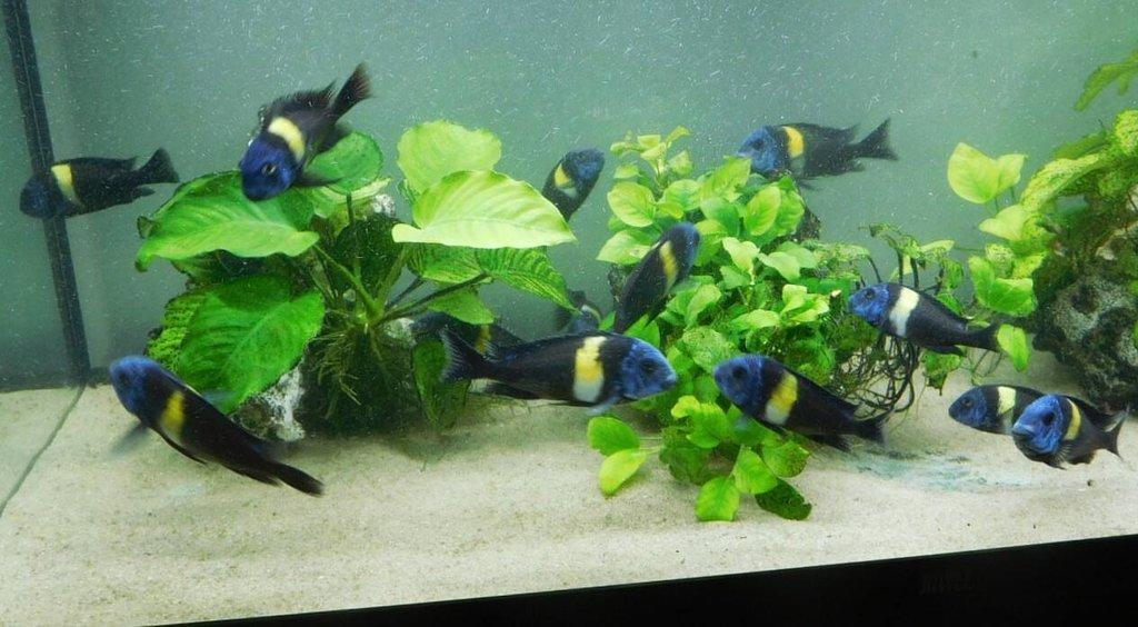 Tropheus duboisi "Maswa"