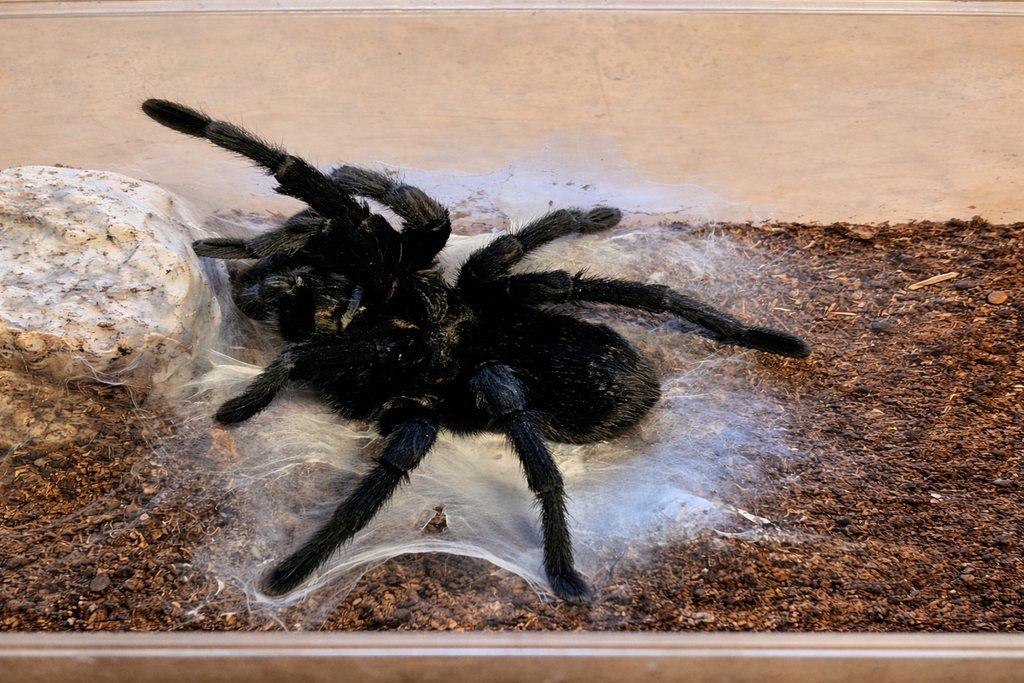 1.0 adult G. Pulchra