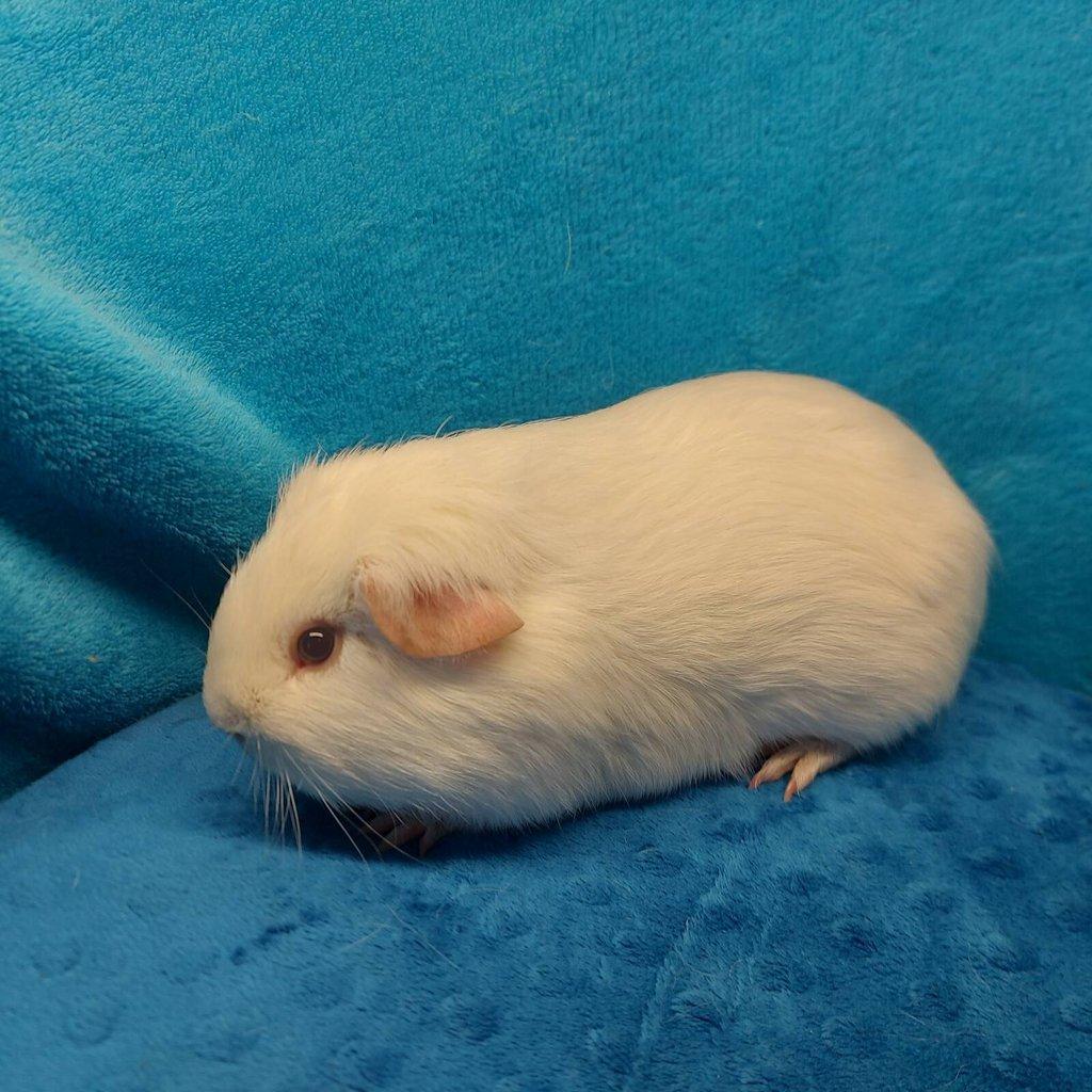 Morčátka plemene US Teddy a Hladké