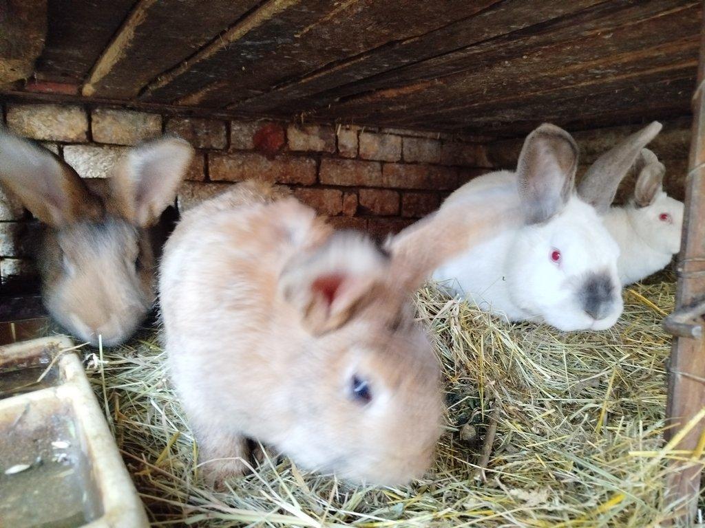 Králíci - kříženci