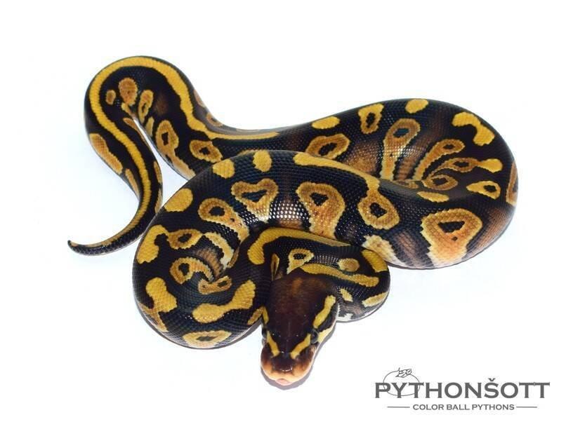 MLÁĎATA KRAJTY KRÁLOVSKÉ (Python regius)