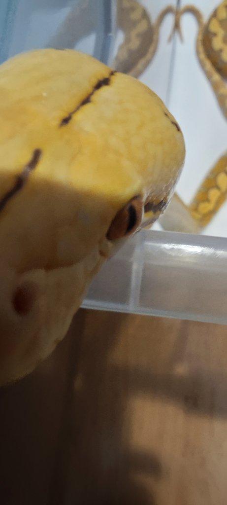 Krajta Mřížkovaná