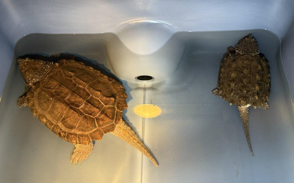 Prodám kajmanky supí