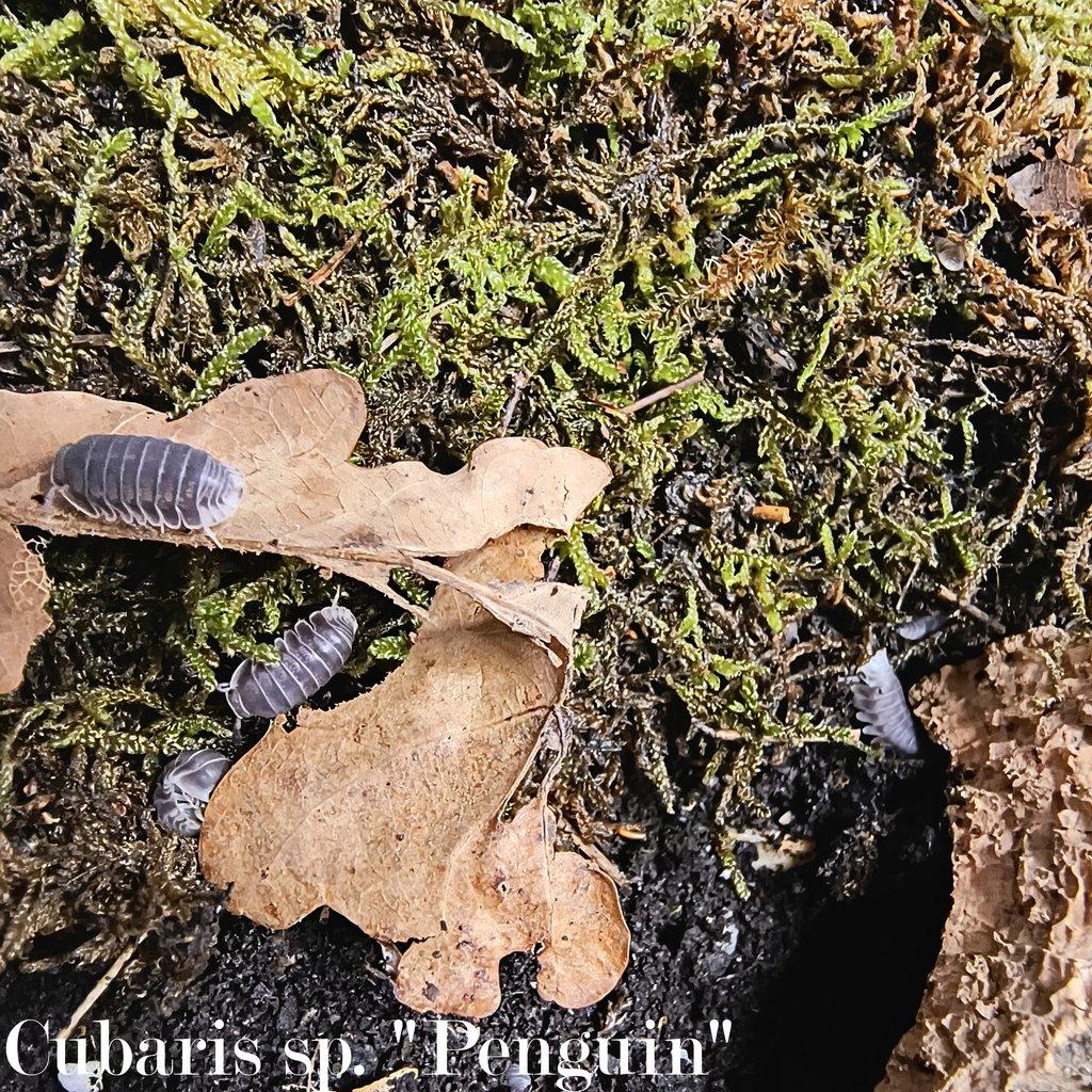 ISOPODY - výhodné balíčky