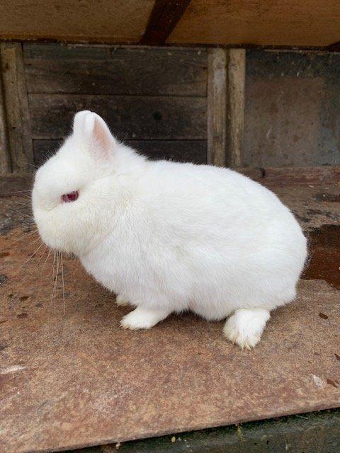 Hermelín červenooký,