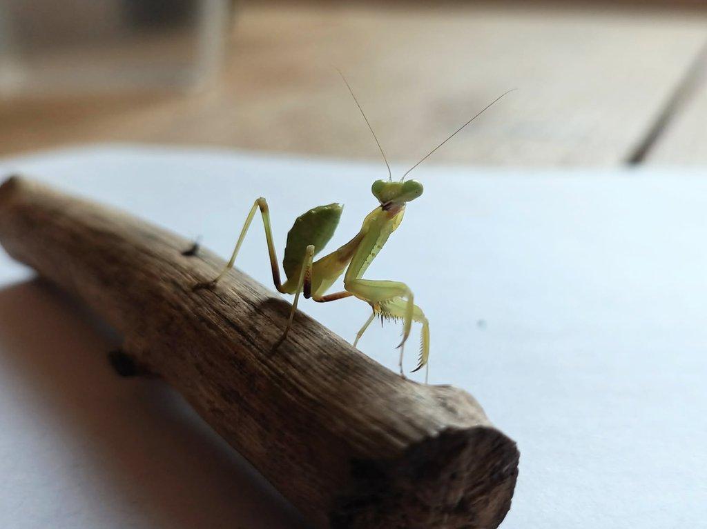 Prodám Kudlanky Sphodromantis viridis