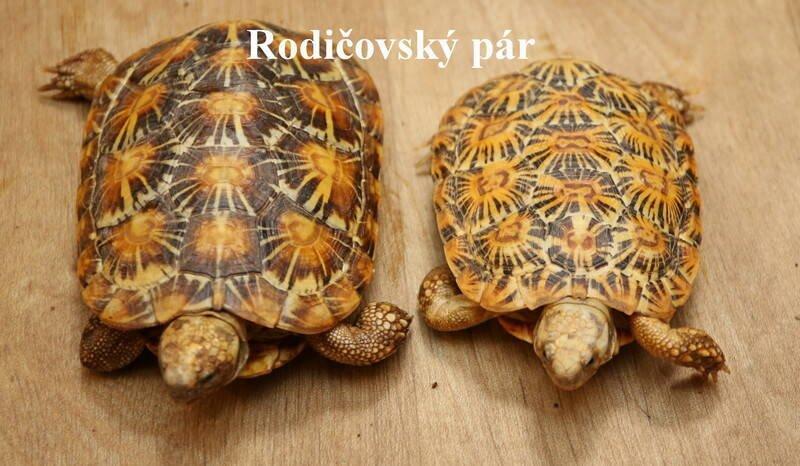 Želva skalní Malacochersus tornieri