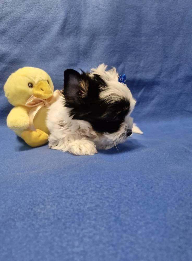 Jorkšírský terirér-jorkšír