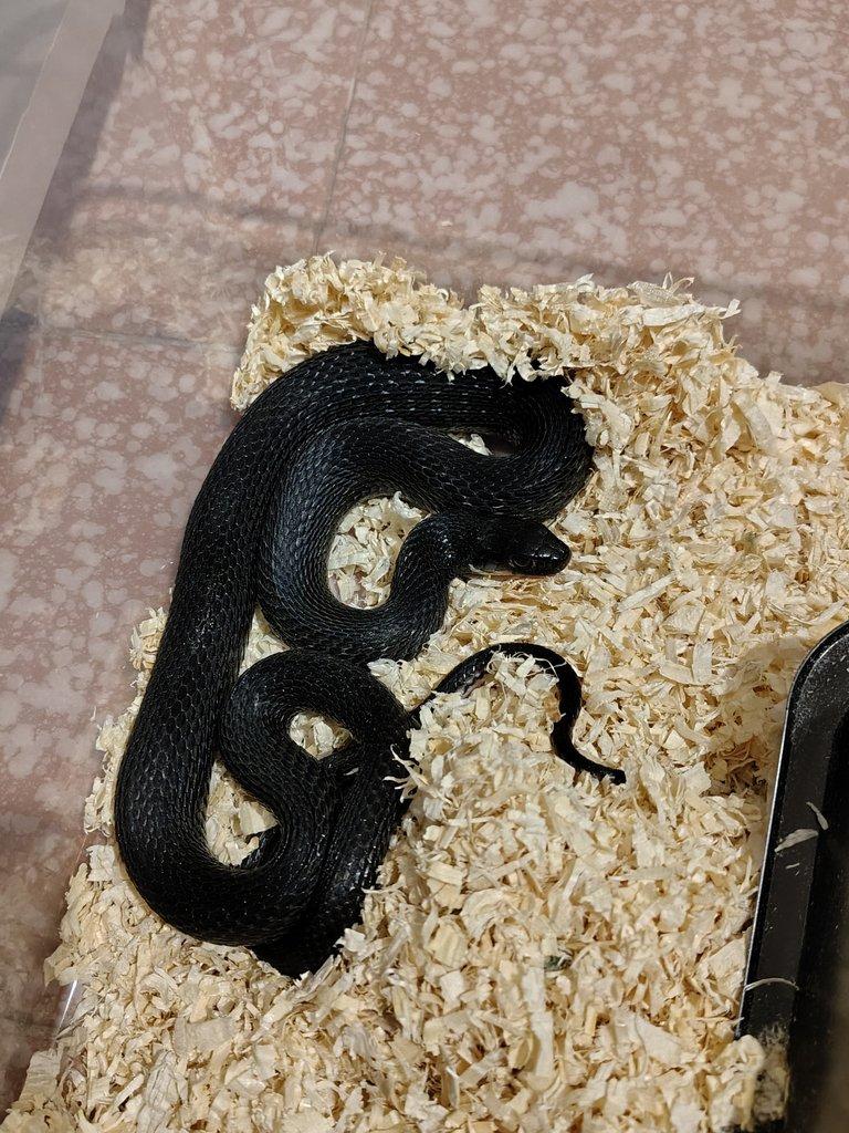 Thamnophis eques cuitzuensis