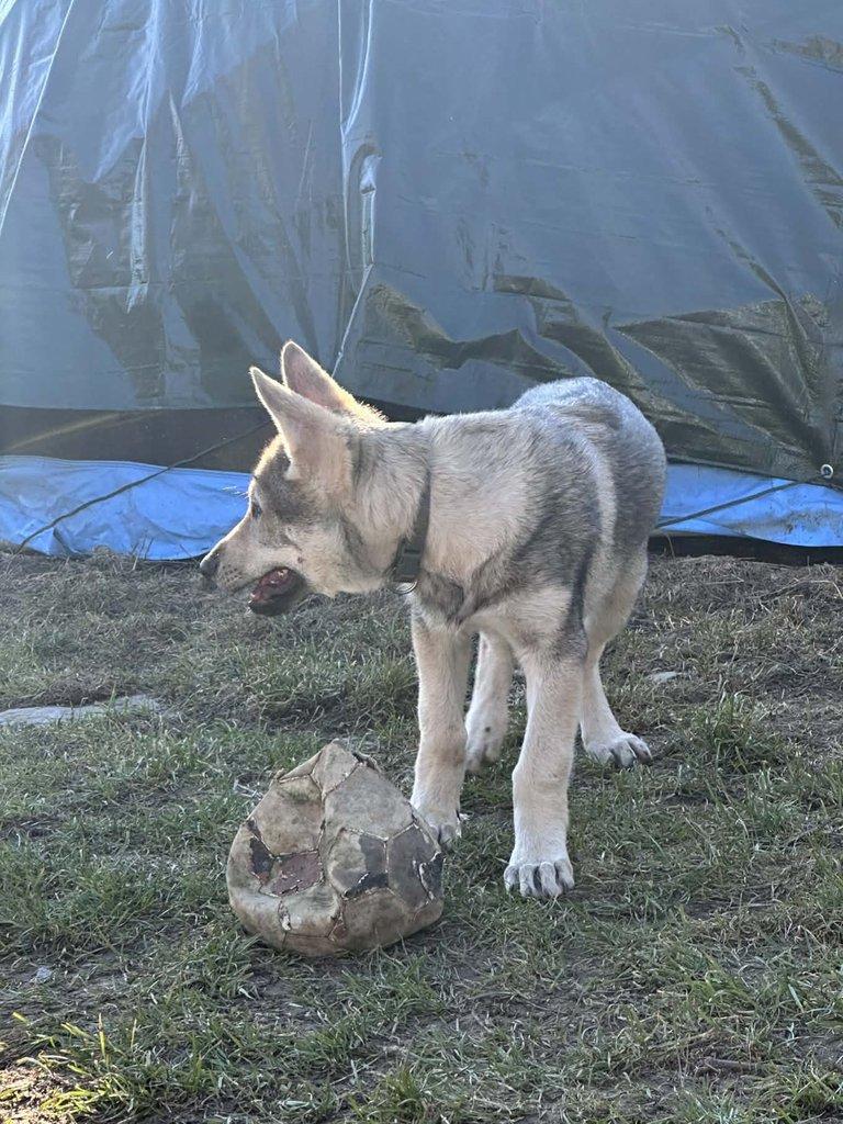 Československý vlčák s rodokmenem TOP spojení