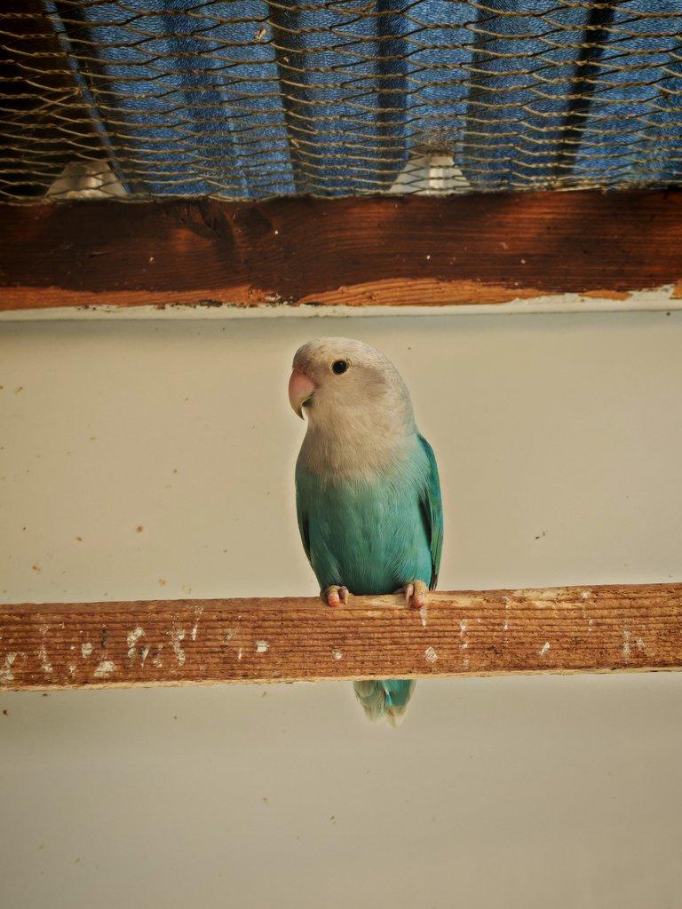 Agapornis růžohrdlý samci s DNA