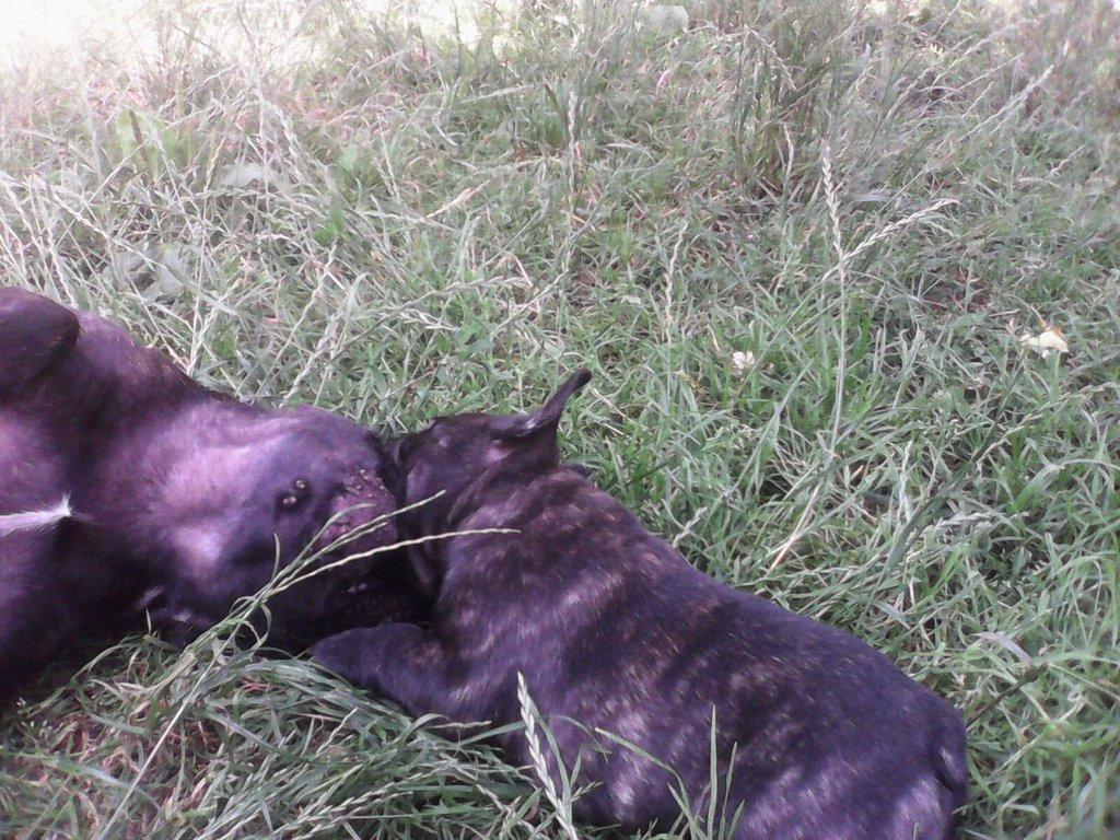 Francouzský buldoček štěňata s PP