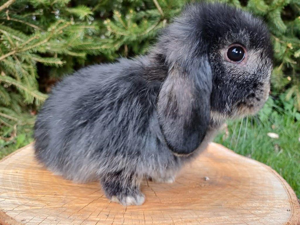 Mini Lop