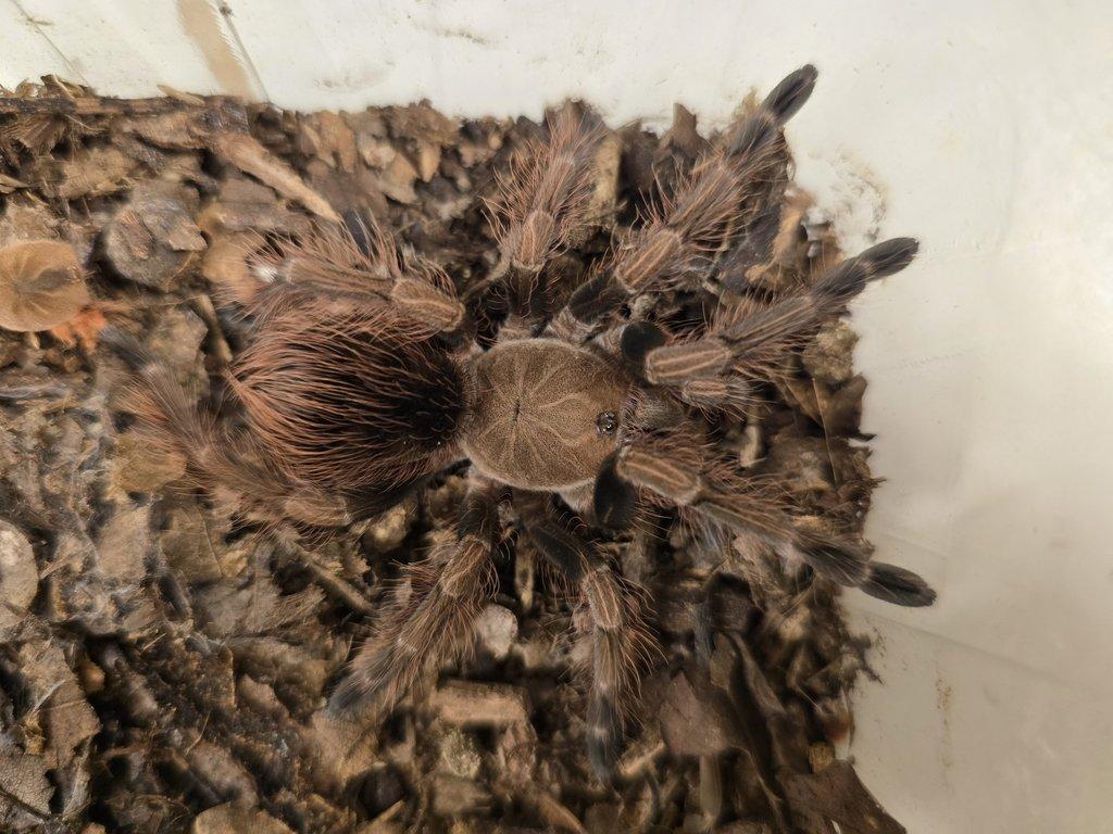Pamhpobeteus sp. Mascara určená samice, 4cm v těle cca