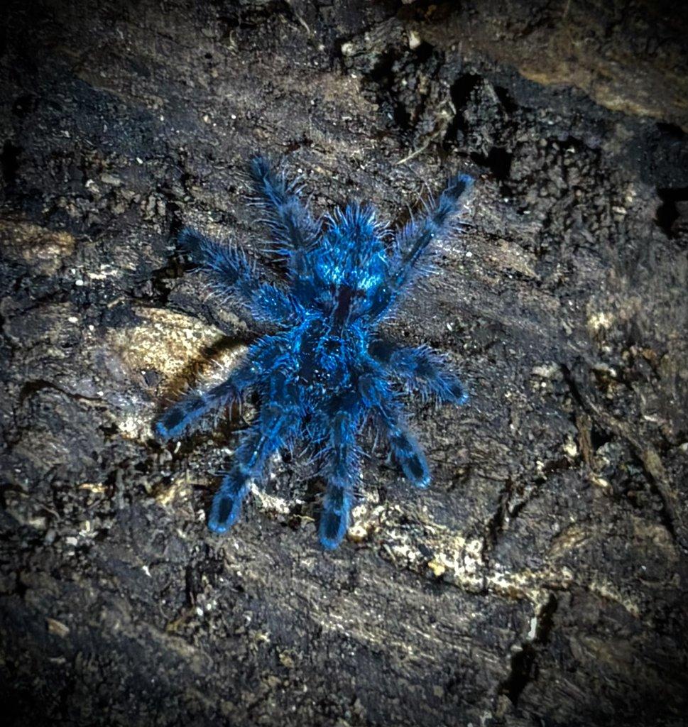 POSÍLÁM - C. versicolor, H. maculata, A. geniculata, 0. aureotibialis, Ch. cyanepubescens ...
