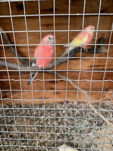 Neoféma bourek rubino,