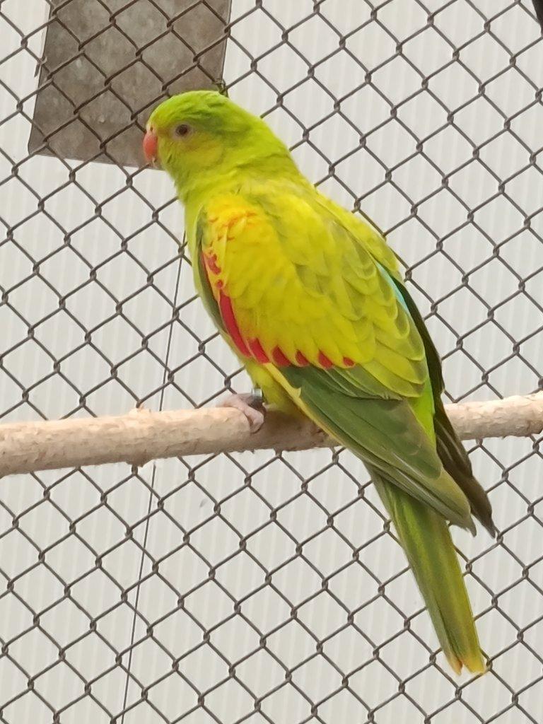 Koupím : 3:0 MNÍŠEK OPALIN, PALLID, MODRÝ , ZELENÝ s DNA 2022 - 25.