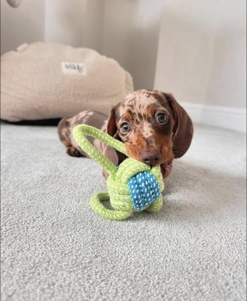 Jezevčík trpasličí hladkosrstý