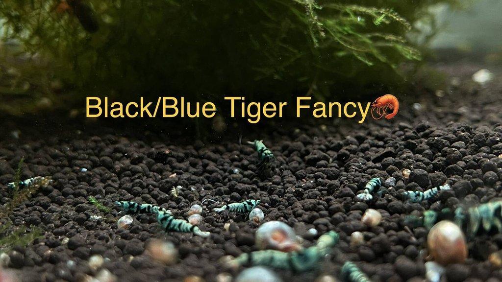 TOP PREMIUM AKVA KREVETKY Caridina a Neocaridina - Odchovy