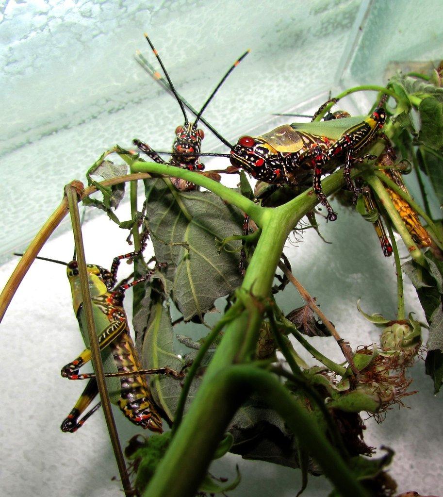 Zonocerus variegatus