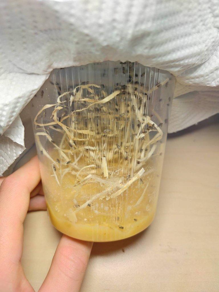 Prodám nelétavé střední octomilky