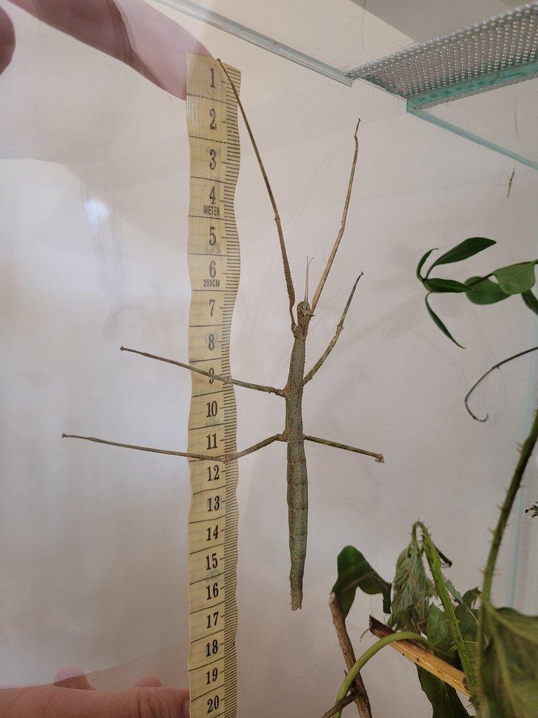 daruji strašilky Medauroidea extradentata