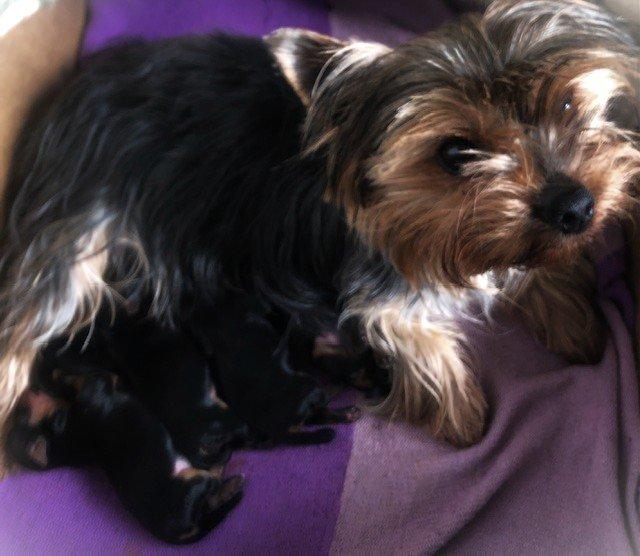 Jorkšírek s PP FCI k výběru a rezervaci